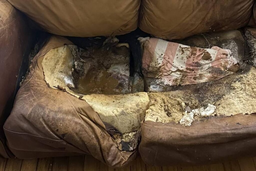 Lacey Fletcher couch of Neglect
