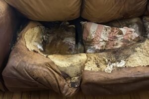 Lacey Fletcher: The Girl who "melted" into her Couch