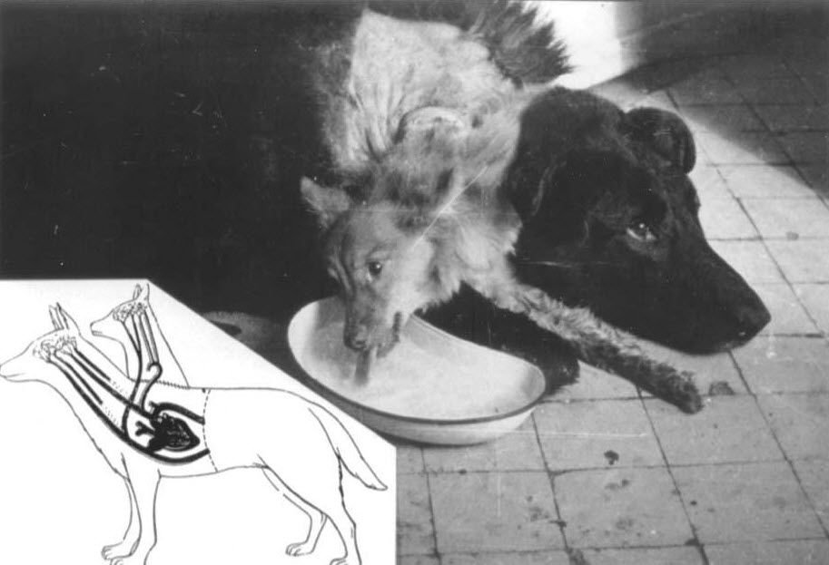 Two-Headed Dog Experiment (1954)